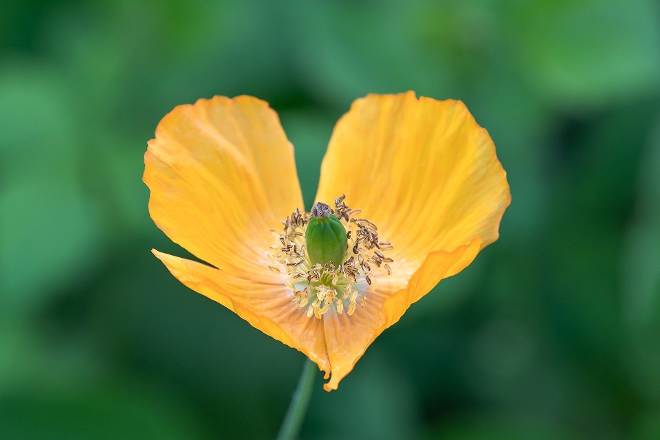 CATHERINE-GIRARD-PHOTO-FLEUR zen bambou
