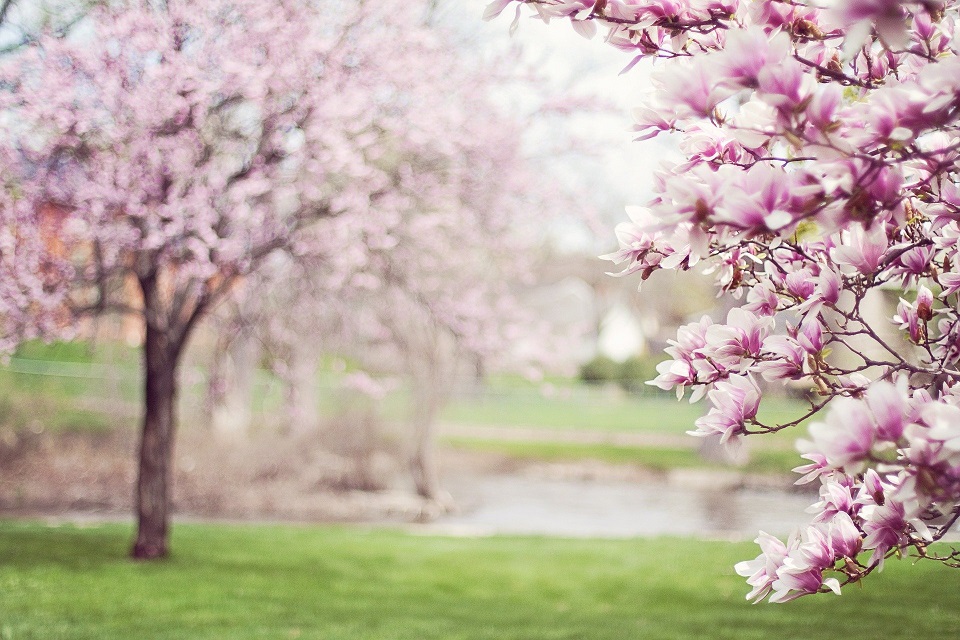 SARAH-LENEGRE-PHOTO-MAGNOLIA zen bambou